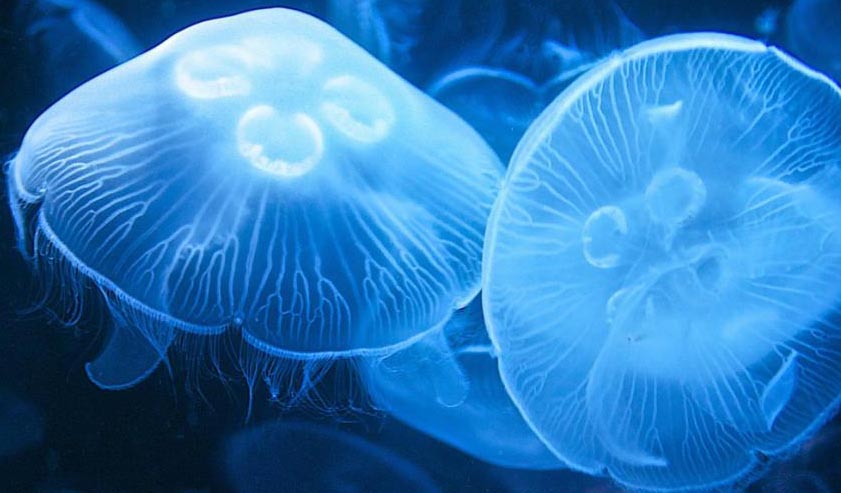 Экстракт медузы в косметике